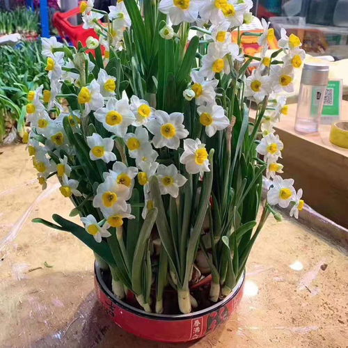 十種大毒花,家里經常養,越漂亮毒性越大,看看你養過幾種