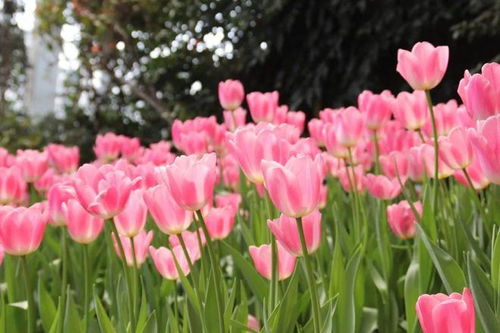 太美了 成都郁金香花海觀賞點 攻略匯總 部分還免費