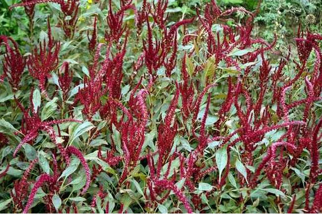 北京花仙子園藝 供應 花卉種子 尾穗莧種子_仙人掌及多漿.