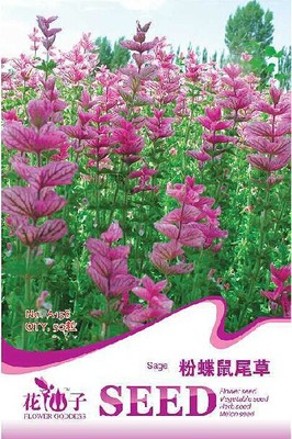 花卉種子 粉蝶鼠尾草種子 洋蘇草 粉色庭院鼠尾草 忌霜害50粒/包
