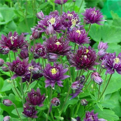 大花重瓣耬斗菜種子100粒四季開花多年生陽臺室內外庭院花卉種子