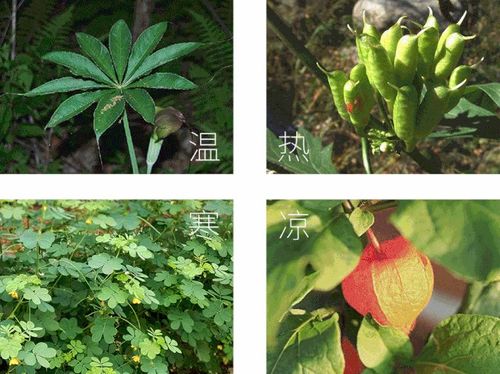 蝴蝶雨林探索,盡情探索農業的奇妙和樂趣