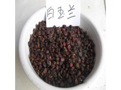 廣玉蘭種子供應出售|花卉種子|花卉盆景|供應信息|597苗木網