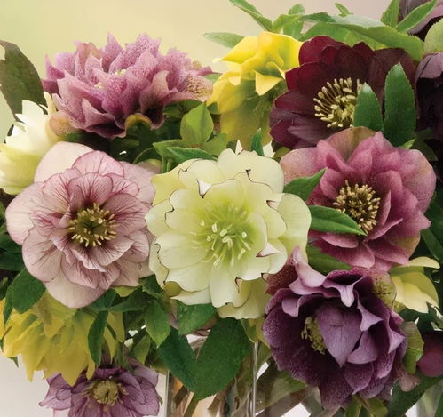 5種皮實花,越冷越水靈,外面天寒地凍,家里開滿鮮花