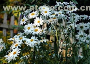 ,價格,廠家,供應商,花木,青州市芳青花卉苗木專業合作社 熱賣促銷 阿土伯網