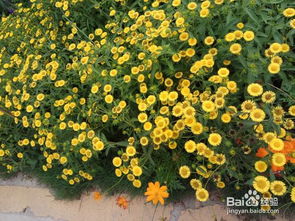 怎樣辨別花卉植物的種子