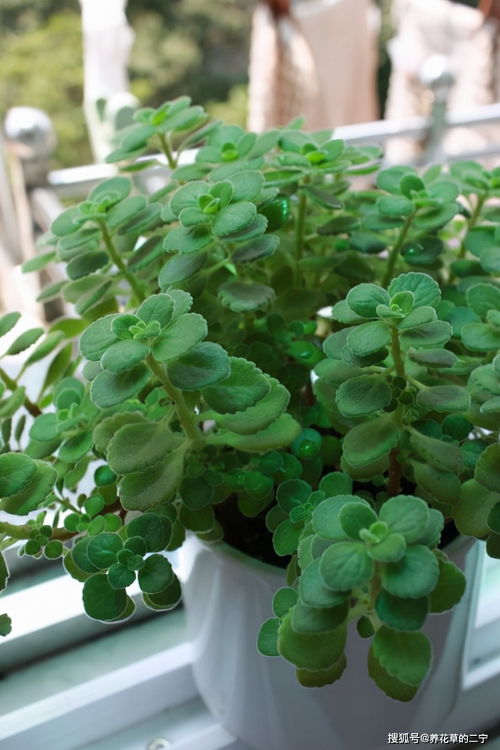 5種 香香花 擺在衛生間,臭味通通跑光,跟噴了香水兒似得