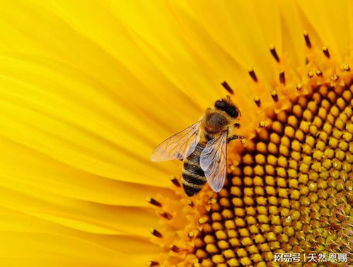 下午三點易困倦 十大超級能量食品助你快速消除疲勞