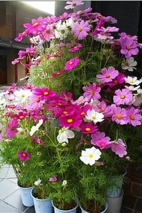 三葉草綠色運動衛衣搭配圖片 三葉草綠色運動衛衣怎么搭配 三葉草綠色運動衛衣如何搭配 愛蘑菇街