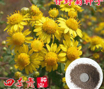 綠化大菊花熱賣促銷