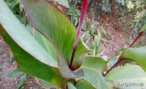 這種植物,花里有 蜜糖 ,過去農村娃愛采食,殊不知根莖更珍貴