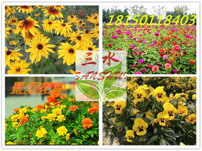 進口花卉種子報價 廠家