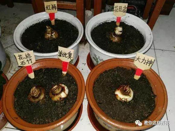 種了個洋蔥頭,沒想到開起花來巴掌大 鄰居都羨慕壞了