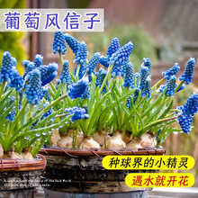 風信子種子球批發