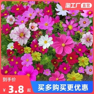 波斯菊菊花種子