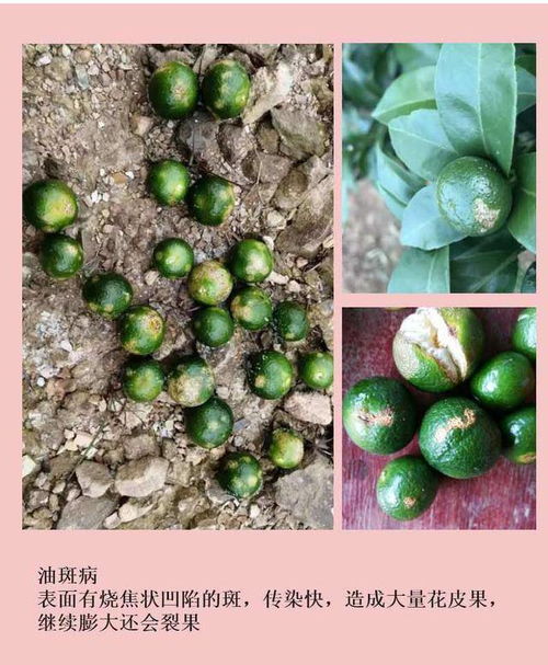 這種花皮果是瘡痂病,近期高發 使用3年的套餐公開,有效好用