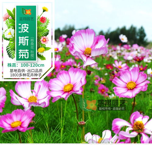 進口花卉 花卉種子 波斯菊花種子 園林綠化種子 景觀花海種子