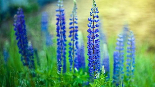 這 15 種多年生花卉種子,超好種,別錯過