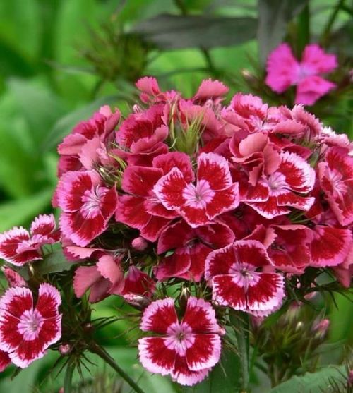 想學養花,適合養盆 陽臺精品 美國石竹,花香襲人,花態優美