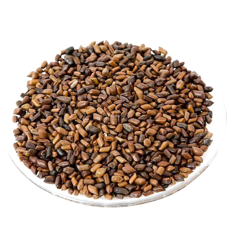 決明子種子 觀賞和藥用花卉種子花園庭院種植 全株可入藥花卉種子