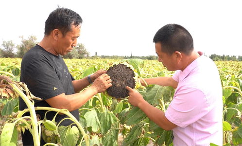 金塔小鎮(zhèn)花田喜事多 萬畝食葵種出好 豐 景鳳凰網(wǎng)甘肅 鳳凰網(wǎng)