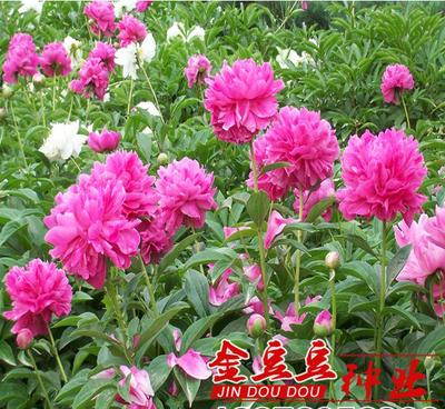 【牡丹籽牡丹種子發芽率高可盆栽 花卉種子陽臺觀花植物】價格_廠家_圖片 -