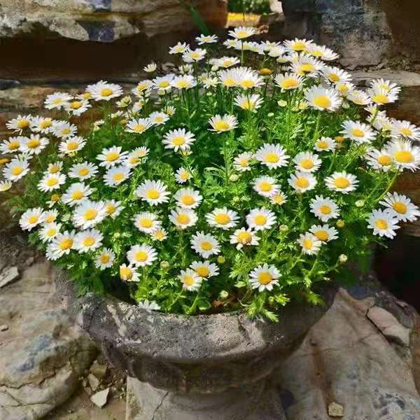 白晶菊花卉種子種植時(shí)間