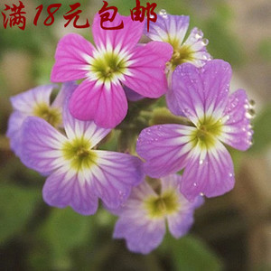 花卉種子 七里香種子 芳香草花卉植物陽(yáng)臺(tái)盆栽易種維吉尼亞紫羅蘭優(yōu)惠價(jià)2元,花卉種子精心為您挑選-麥爾網(wǎng)購(gòu)導(dǎo)航-網(wǎng)購(gòu)寶