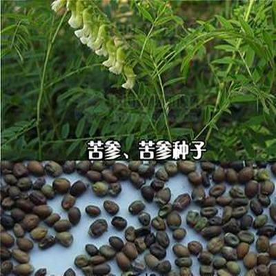 牡丹,芍藥價(jià)格_供牡丹,芍藥,綠化樹(shù)苗,花卉種苗_山東菏澤市牡丹,芍藥生產(chǎn)供應(yīng).