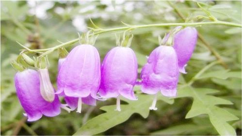 這種花很漂亮,南方地區(qū)少有,它的根部藥用價(jià)值非常高你見(jiàn)過(guò)嗎