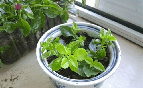 巴掌大的陽(yáng)臺(tái),種這2種菜,15天就能吃一茬