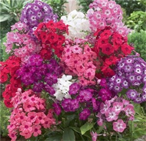 花卉種子：種植美麗的起點