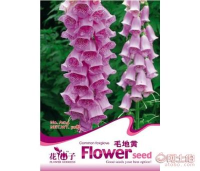 彩色袋裝花卉種子毛地黃花種子家庭裝 為家居增添自然之美