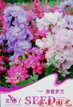 紫羅蘭植物 最新最全產品參考信息與花卉種子指南