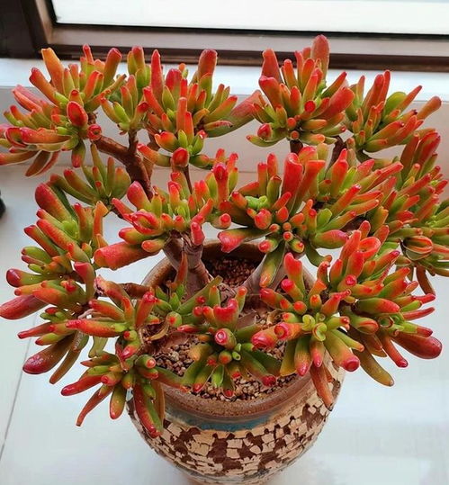 5種建議用小盆養的花卉 小盆易出精品，大盆易爛根