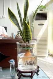 水培植物供應信息 批發、價格與選購指南