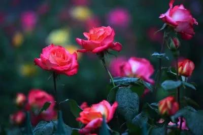 河南18市市花大全 這種花竟為8個市共同青睞