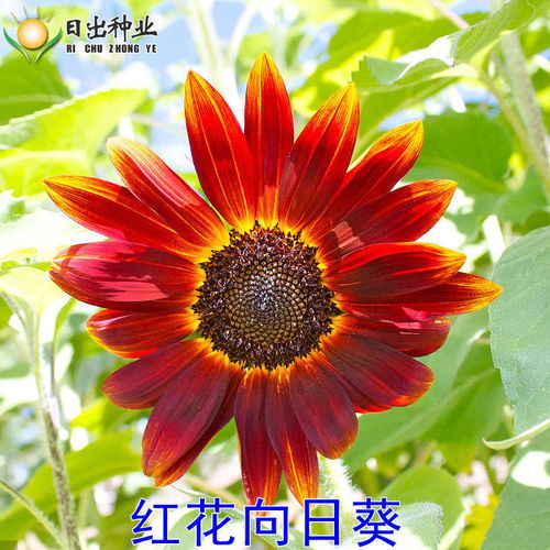 多品種向日葵種子的種植與用途指南