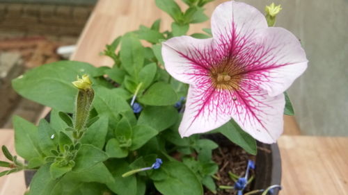 矮牽牛 陽臺與院子中的開花利器