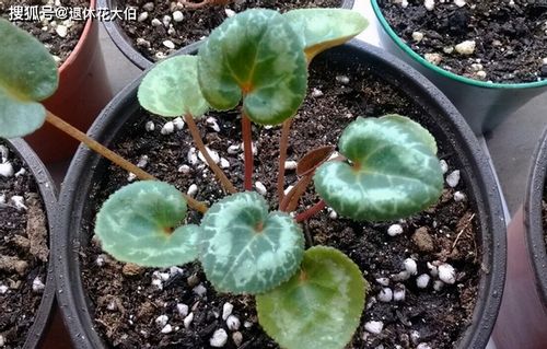 仙客來花朵凋零后的養護與種子處理指南