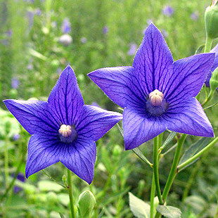花卉種子雜志 開啟園藝之旅的鑰匙