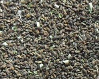 百草園花卉藥材種業 優質種子供應，助力綠色產業發展