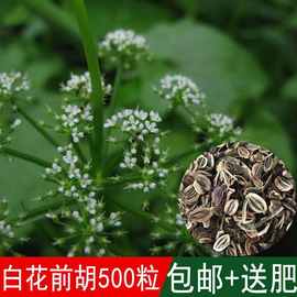 白花前胡種子的培育與養護指南