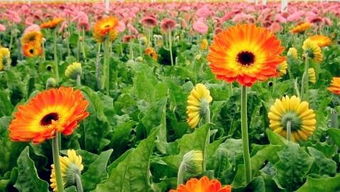 瑞羽6號花卉種子全解析 特征、栽培與市場價值