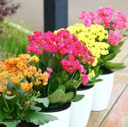 8種凈化空氣超強花卉，養幾盆在家，病菌甲醛都少了