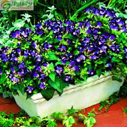 夏堇丹 進口種子的盛夏精靈，點亮花園的繽紛詩篇