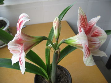 2011年播種朱頂紅精品簡介 | 藏花閣花卉論壇園藝分享