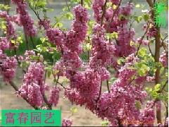 北方綠化之選 沭陽縣富春園林綠化苗木場——您的耐寒苗木與花卉種子專家