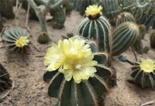 19元起，探秘北京豐臺世界花卉大觀園 與2000種植物邂逅，把春天帶回家