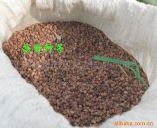 專業供應優質馬蓮種子，盡在沭陽縣秀之園花卉園藝場